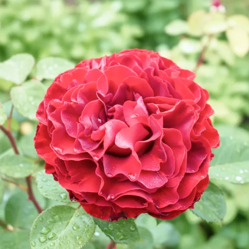 Роза чайно-гибридная Самарканда