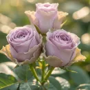 Роза чайно-гибридная нераскрывающаяся Византия № 2