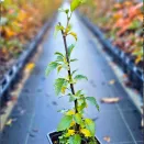 Гибискус сирийский Пинк Шифон № 3