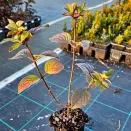 Гортензия метельчатая Самарская Лидия № 2