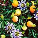 Маракуйя (пассифлора инкарната) Северная № 1