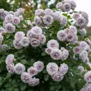 Роза спрей премиум Инносент Карамель № 3