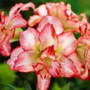 Амариллис (гиппеаструм) Дабл Рекорд № 1