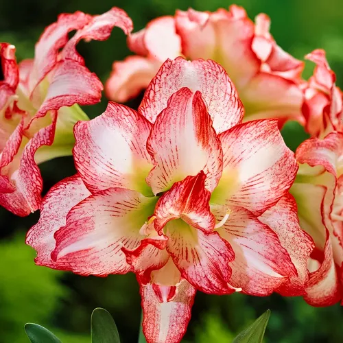 Амариллис (гиппеаструм) Дабл Рекорд