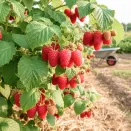 Малина крупноплодная для редкого полива Соколица № 1