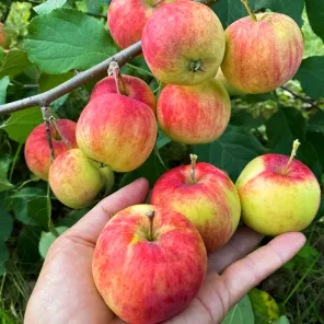 Яблоня невымерзающая Алтайское румяное