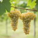 Виноград со вкусом сахарной ваты Коттон Кэнди № 1