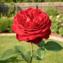 Роза чайно-гибридная Самарканда № 3