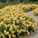 Роза почвопокровная обильноцветущая Еллоу Фейри № 1