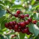 Вишня ремонтантная Гриот Всех Святых № 1