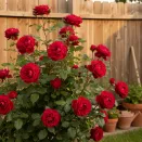 Роза канадская неукрывная Эмили Карр № 2