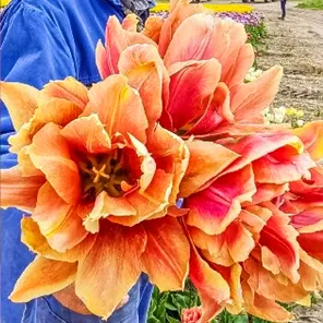 Тюльпан махровый поздний Каллахан