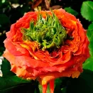 Роза чайно-гибридная Грин Айленд Самоа № 2