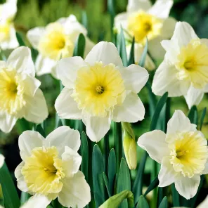 Нарцисс крупнокорончатый Айс Фоллис