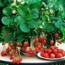 Земляника ремонтантная (крупноплодная) Вьющаяся, 5 саж. № 1