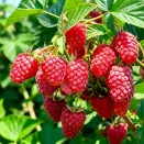 Малина ремонтантная (сверхранняя) Сластиха № 1