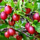 Крыжовник Челябинский слабошиповатый № 2