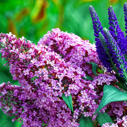 Буддлея Давида раннецветущая Пинк Пантер