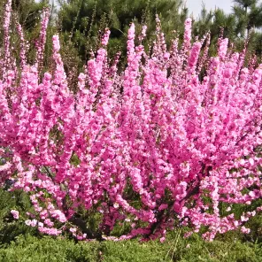 Миндаль трехлопастной Розенмунд