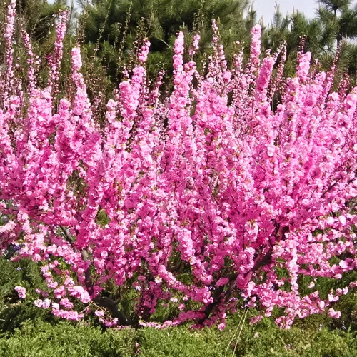 Миндаль трехлопастной Розенмунд