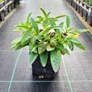 Вероника колосковая для дома и балкона Роза Цверг № 2