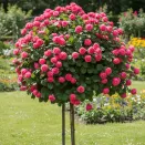 Роза штамбовая Ангела № 3