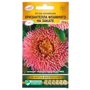 Астра китайская Хризантелла Фламинго на закате Евросемена
