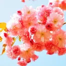 Сакура Ошидори № 2