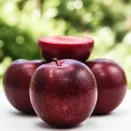 Плумкот (гибрид сливы и абрикоса) Априсали № 2