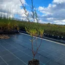 Тамарикс ветвистый морозостойкий Рубра № 2