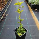 Гибискус сирийский Чайна Шифон № 3