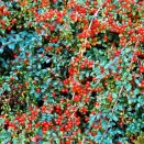 Кизильник гибридный Корал Бьюти № 1