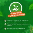 Тюльпан Дарвина Блашинг Апельдорн № 3