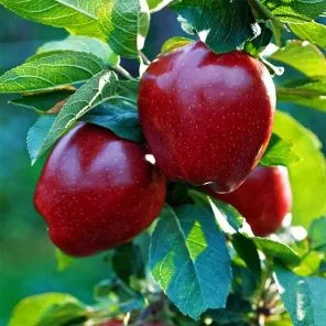 Яблоня премиум Голубка