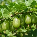 Крыжовник Бутылочный № 2