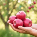 Яблоня сибирская сладкая Заветное № 1