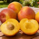 Шарафуга (гибрид сливы, нектарина, абрикоса) Белла Голд № 1