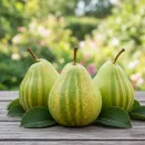 Груша азиатская Писанка № 1