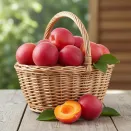 Абрикос с изысканным вкусом Рубиста № 1