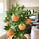 Апельсин комнатный без косточек Вашингтон Навел № 1