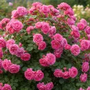 Роза канадская Морден Сентенниал № 3