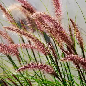 Пеннисетум восточный долгоцветущий Фламинго