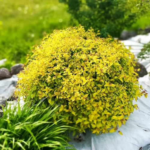 Спирея японская болезнеустойчивая Голден Принцесс