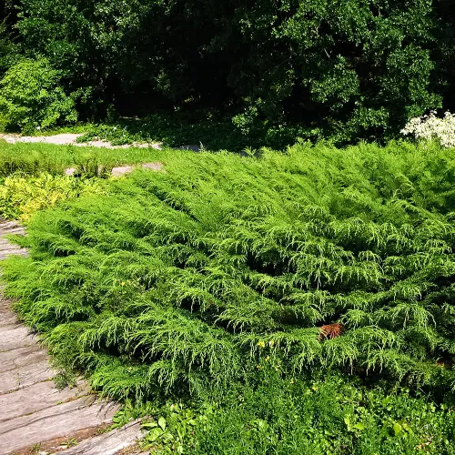 Микробиота перекрестнопарная