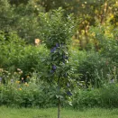 Слива колоновидная самоплодная Фортуна № 3