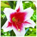 Лилия ЛО-гибрид Триумфатор № 1