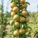 Яблоко-груша колоновидная азиатская Секуи № 1