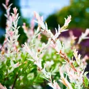 Ива с разноцветными листьями Хакуро Нишики № 2