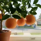 Апельсин комнатный без косточек Вашингтон Навел № 3