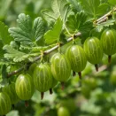 Крыжовник Бутылочный № 3